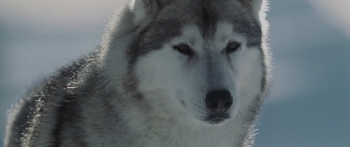   / Eight Below (2006) 