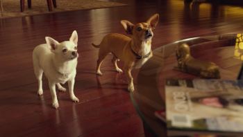   - 3 / Beverly Hills Chihuahua 3: Viva La Fiesta! (2012)