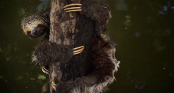 :    / Amazonia (2013)