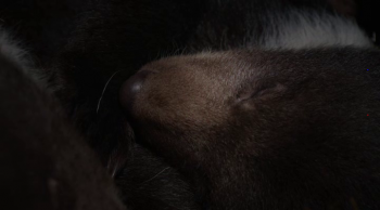  / DisneyNature: Bears (2014)