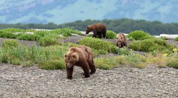  / DisneyNature: Bears (2014)